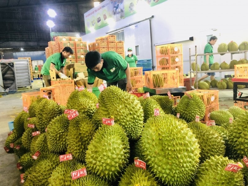 Xuất khẩu sầu riêng giảm tháng thứ 5 liên tiếp