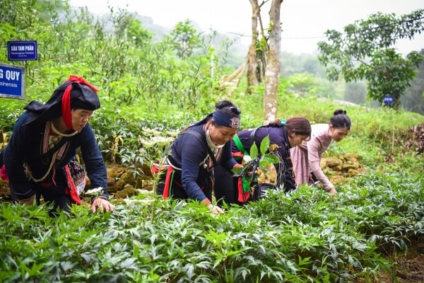 Quy định mới về nuôi, trồng, thu hoạch cây dược liệu trong rừng