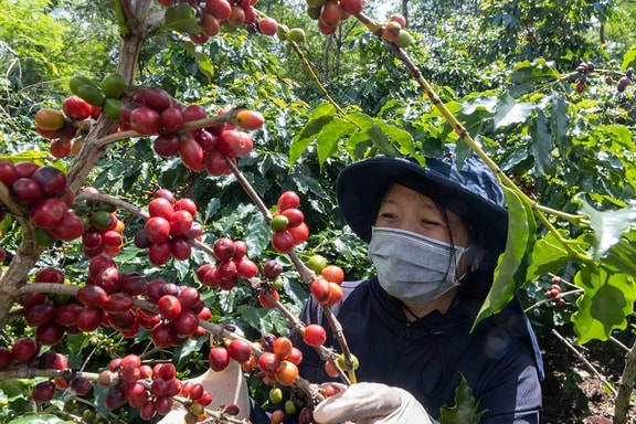 Giá cà phê tăng vùn vụt, chuyện gì đang xảy ra?