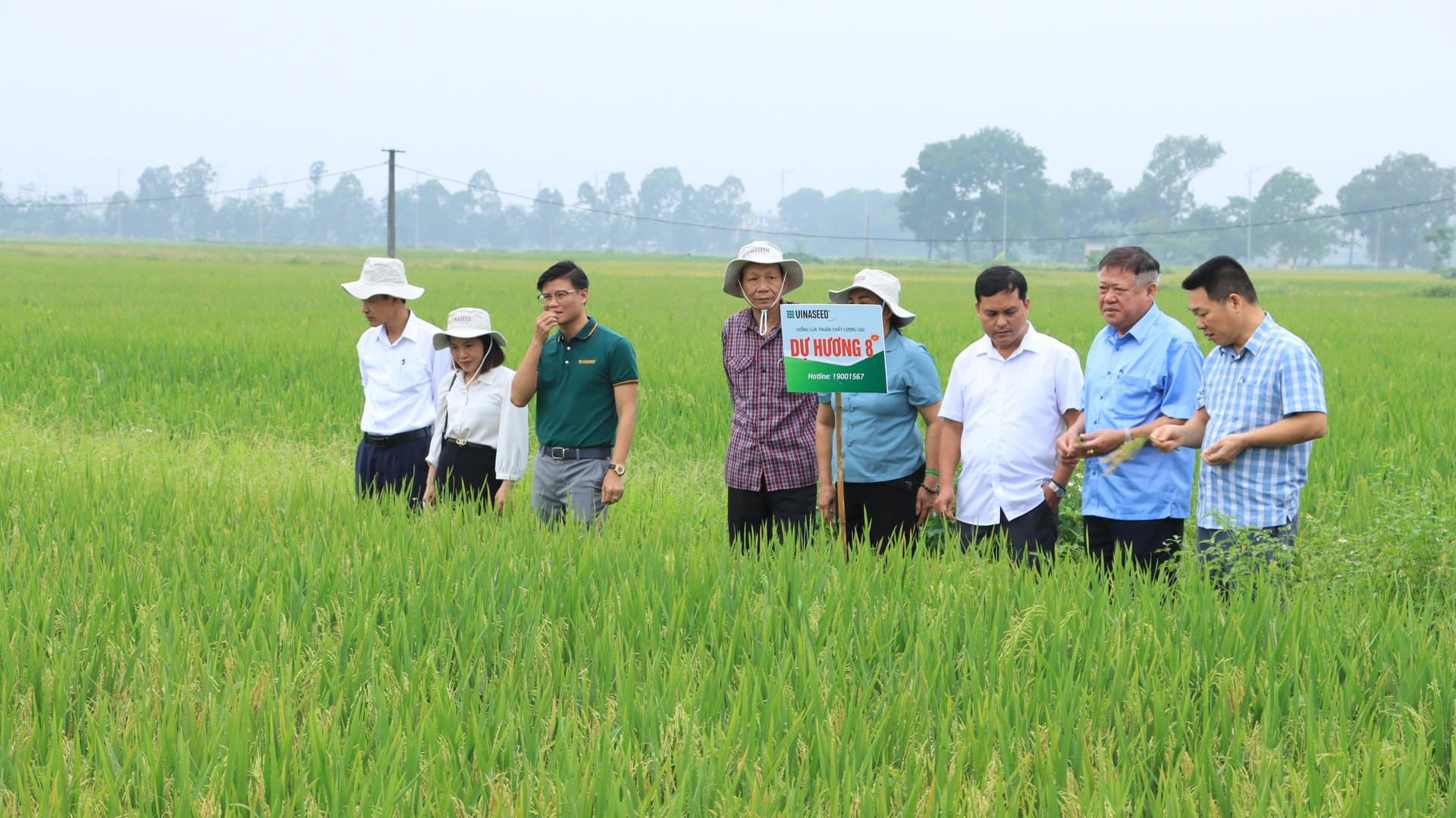 Hà Nội chuyển dịch mạnh mẽ sang bộ giống lúa chất lượng cao, an toàn, đáp ứng nhu cầu mới của thị trường