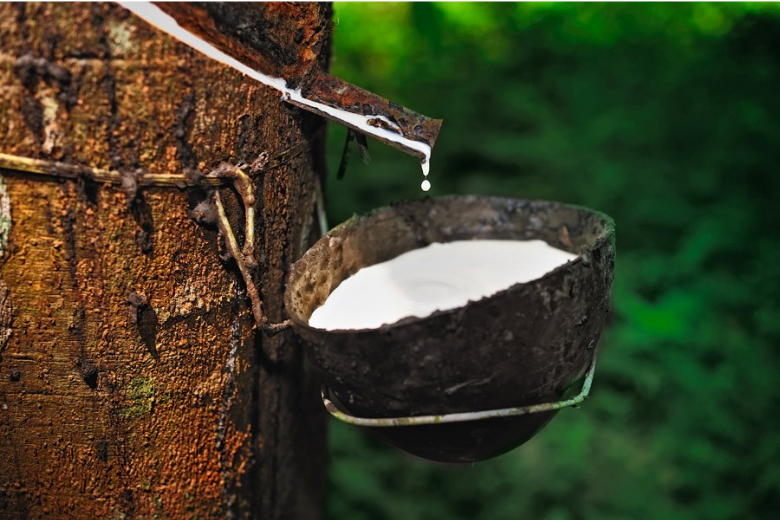 Cao su là gì và cao su dùng để làm gì? Đồ dùng khách sạn Sao Thái Bình