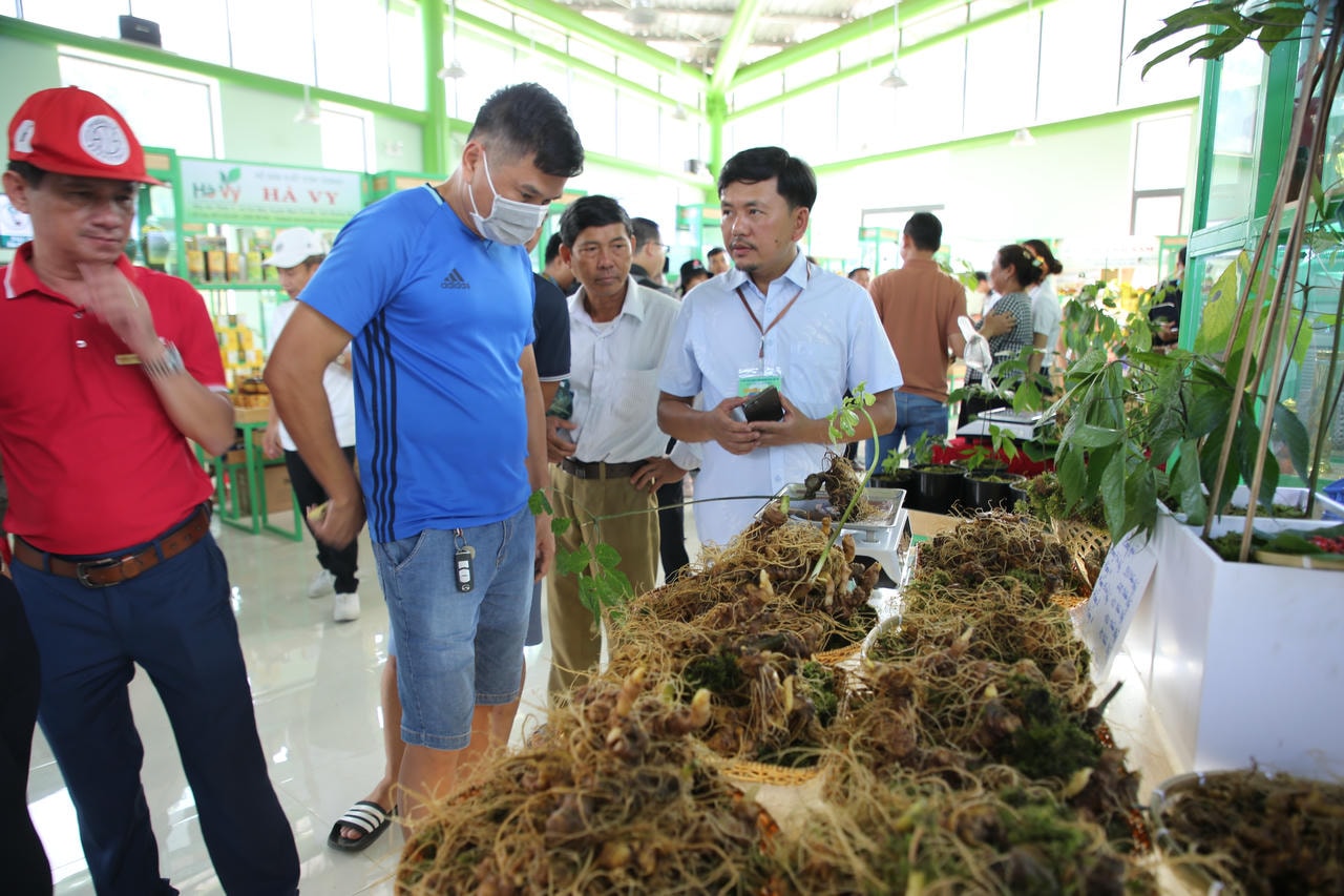 TP Đà Nẵng tạm dừng tổ chức lễ hội quốc tế Sâm Ngọc Linh (Sâm Việt Nam) và dược liệu năm 2025.