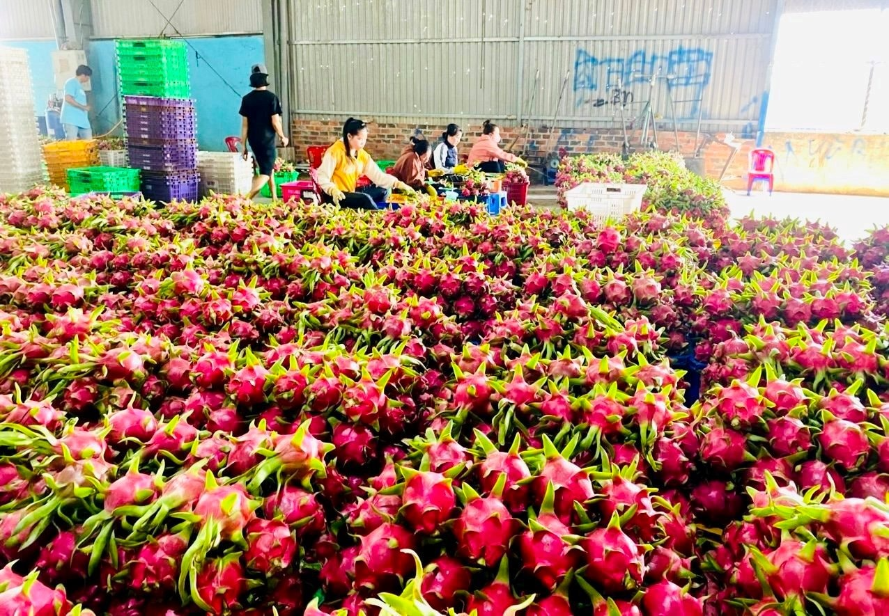 thanh-long-1.png