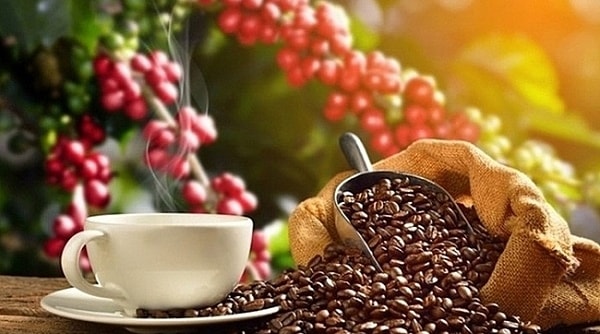 Giá cà phê hôm nay 13/7: Trong nước ổn định, thế giới giảm sâu hơn 100 USD/tấn