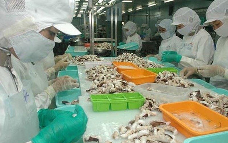 Xuất khẩu mực, bạch tuộc sang Thái Lan tăng trưởng mạnh trong nửa đầu năm 2025 - ảnh 1