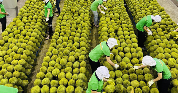 Rau quả xuất khẩu: Tiềm năng rộng mở năm 2023