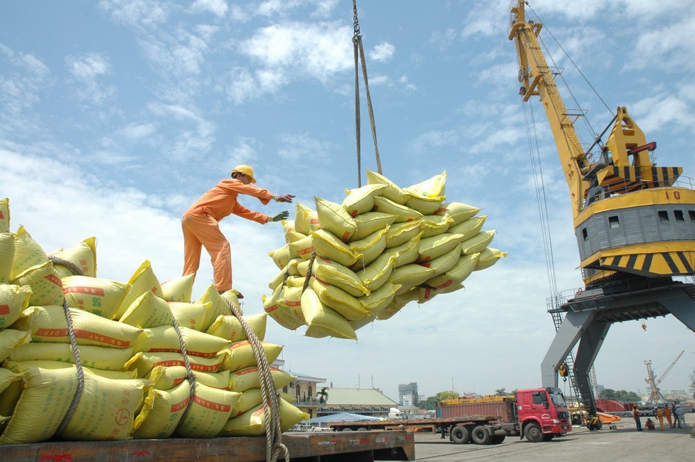 Giá gạo xuất khẩu chạm mốc 1000 USD, xuất khẩu gạo tiếp tục khởi sắc | Báo Nhân Dân điện tử