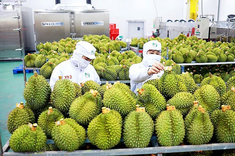 Sầu riêng xuất khẩu mạnh nhưng không nên tăng trưởng “quá nóng” - Báo Công an Nhân dân điện tử