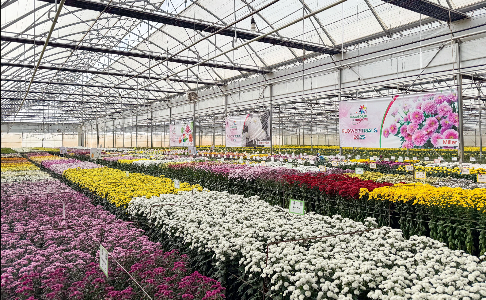 Dalat Hasfarm