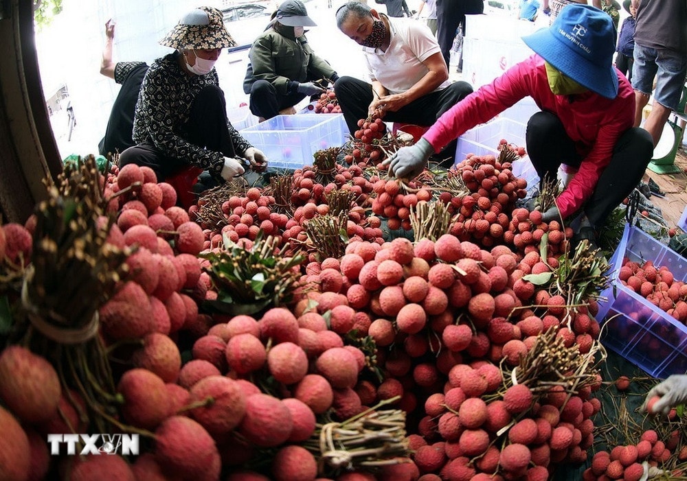 Vải thiều Lục Ngạn 2025: Mùa bội thu và xuất khẩu đỉnh cao | Vietnam+ (VietnamPlus)