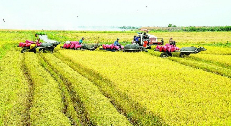 Ngày 21/10: Giá lúa gạo trong nước đồng loạt tăng | Thời báo Tài chính Việt Nam