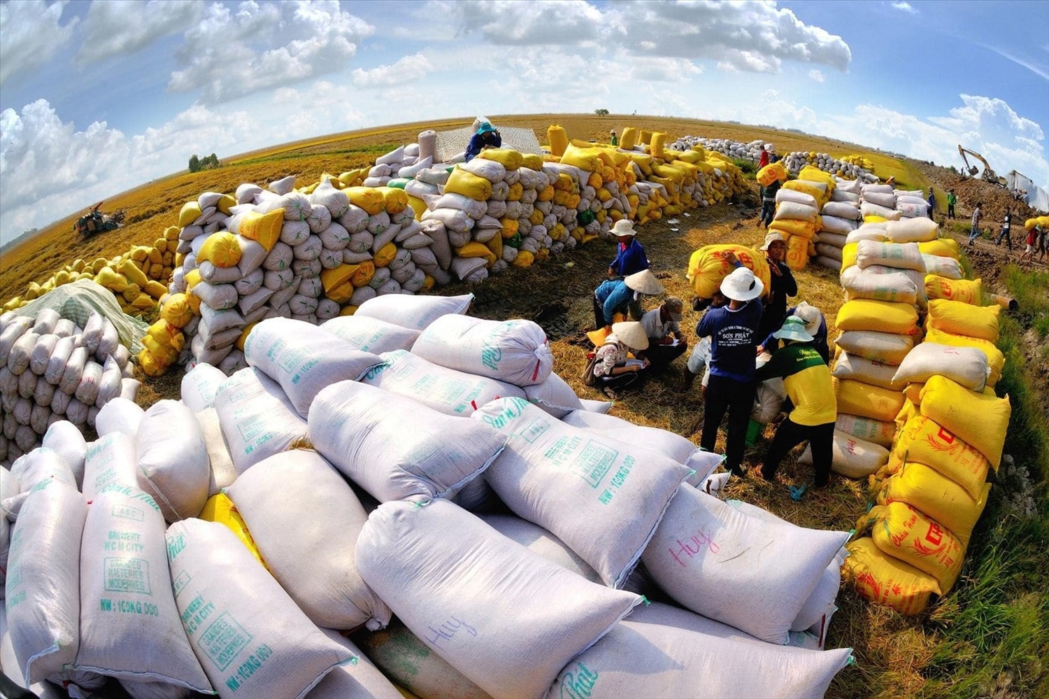 Philippines dừng nhập khẩu gạo, Việt Nam ảnh hưởng thế nào? | Báo điện tử Tiền Phong