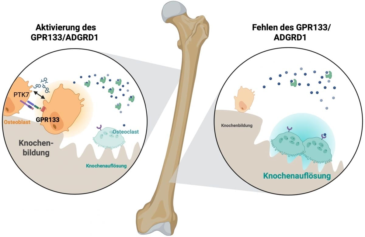 gpr133-activated-in-bone-tissue.jpg