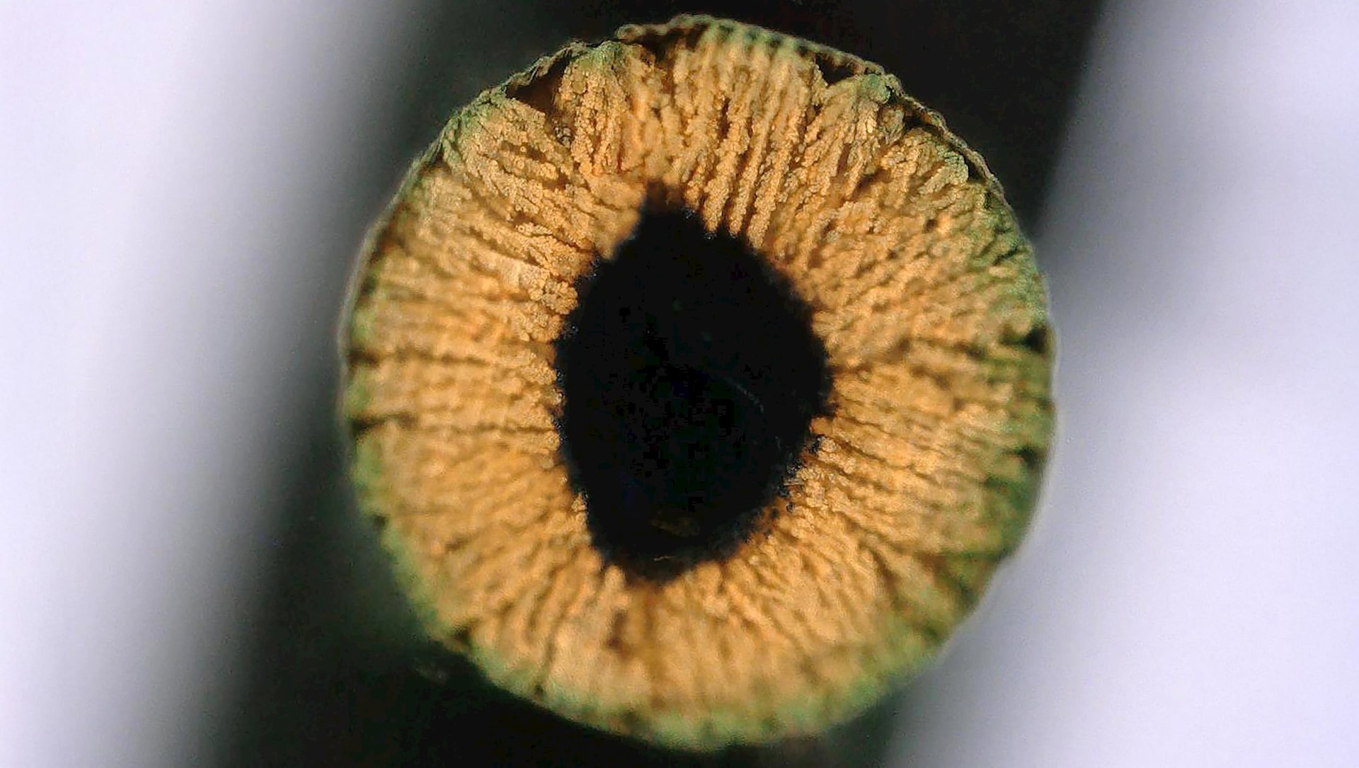 cross-section-copper-infused-hydrogel-scaled.jpg