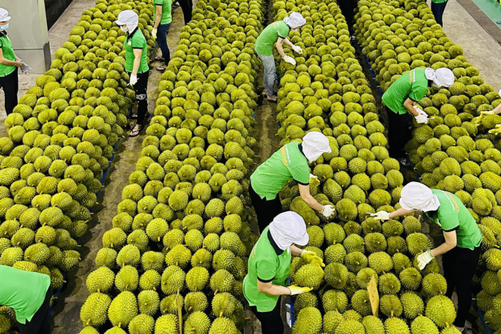 sau_rieng_1671764222048112814883.png