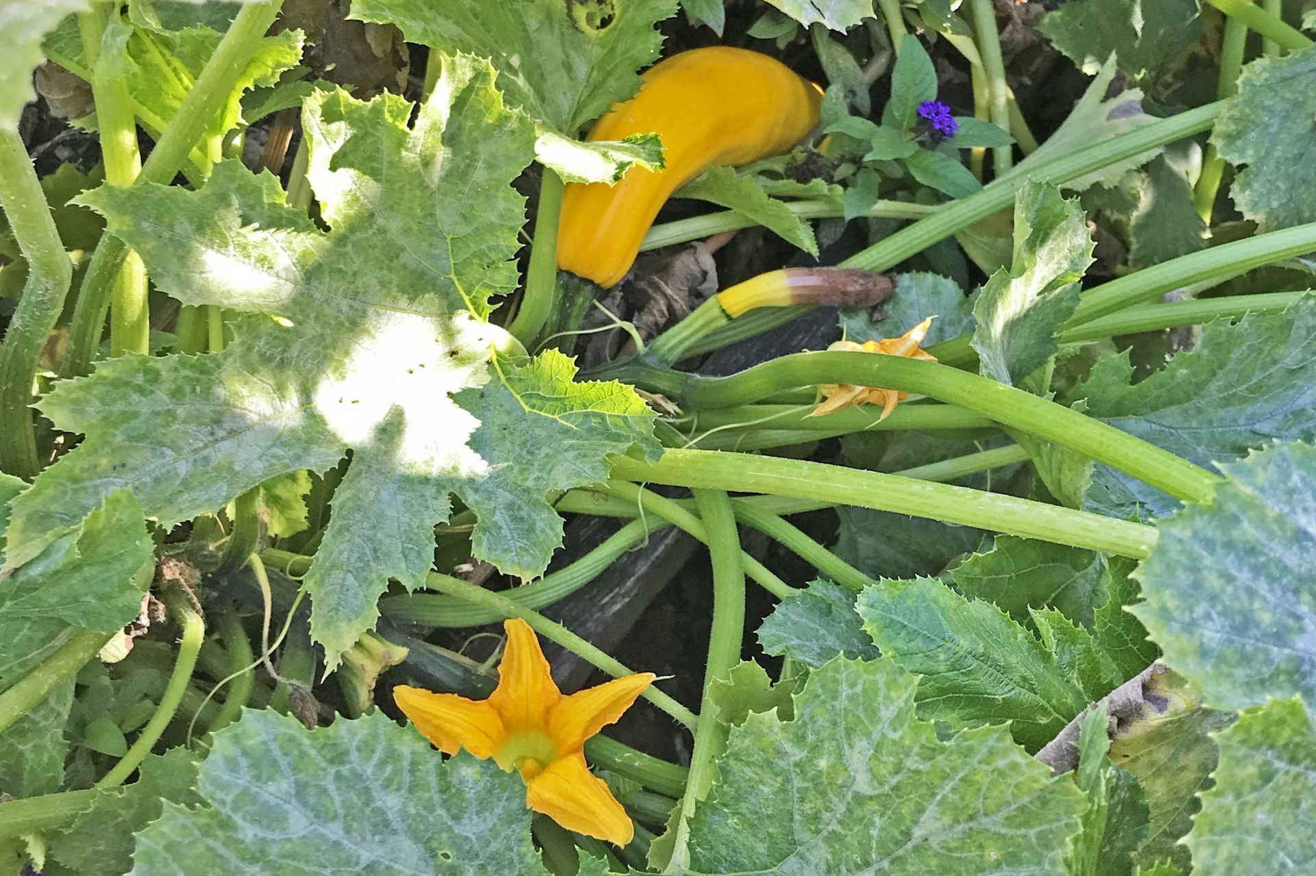 gourd-plant-scaled.jpg