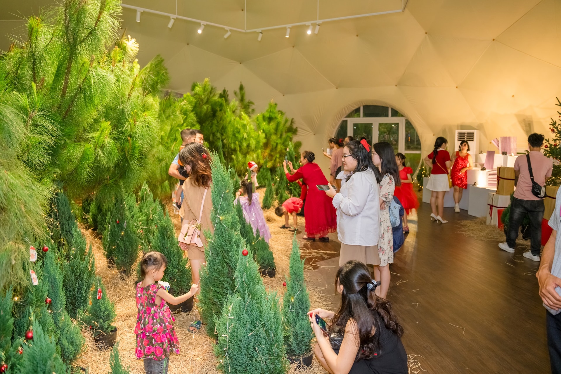 Giới trẻ thích thú trải nghiệm vườn thông thật tại Merry Brew Festi 2024