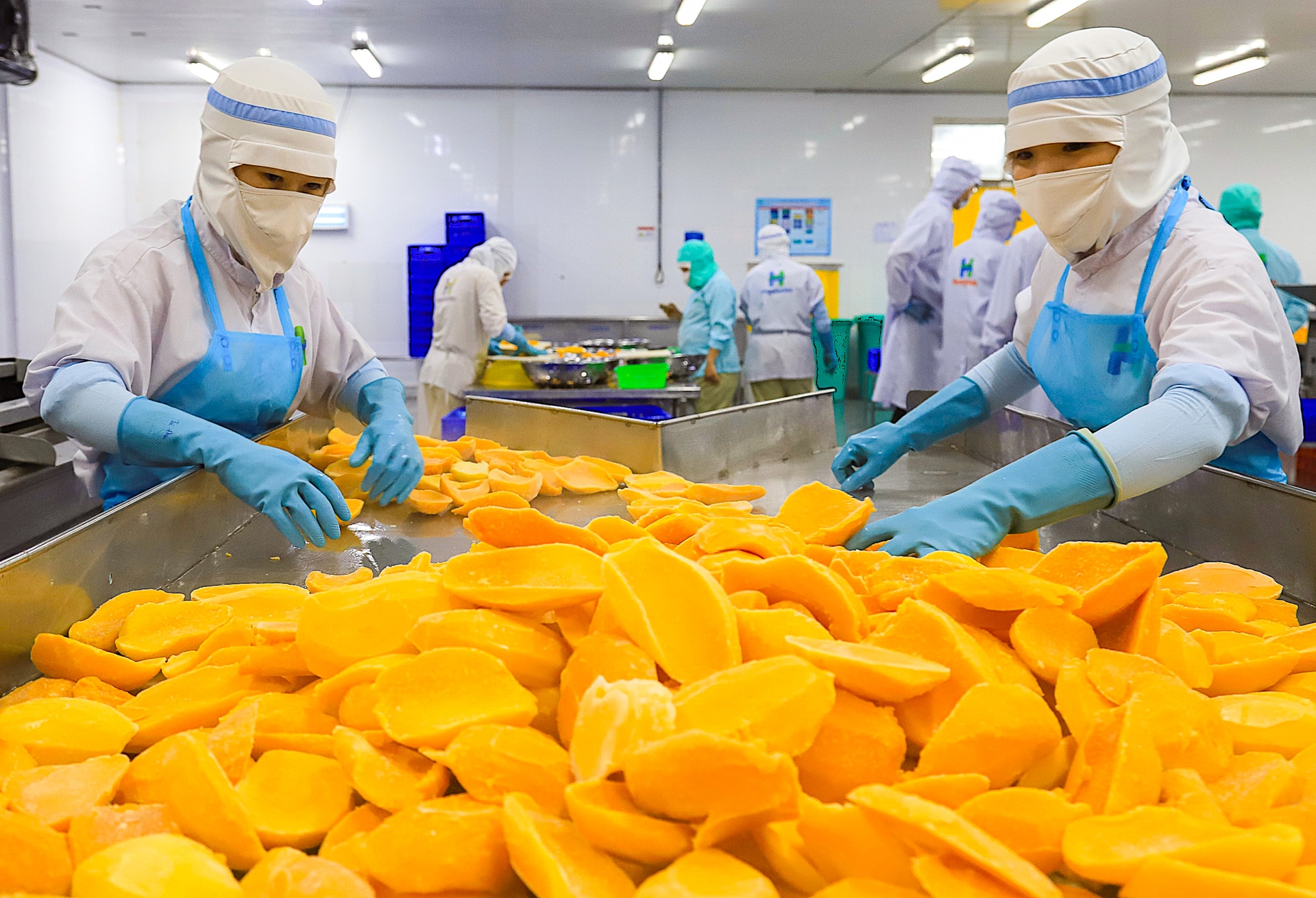 Chế biến xoài đông lạnh tại nhà máy HungHau Foods