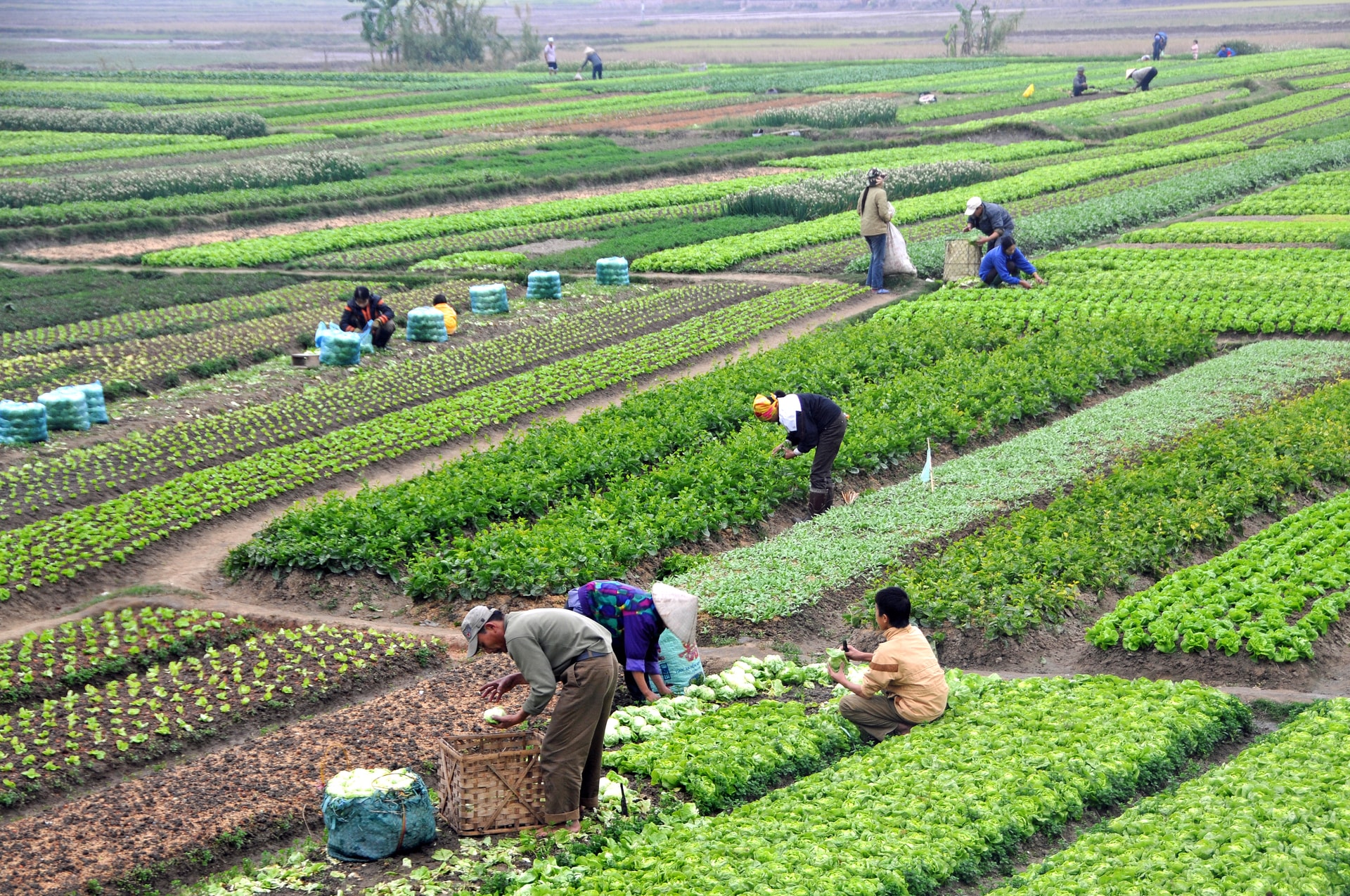 agriculture_in_vietnam_with_farmers.jpg