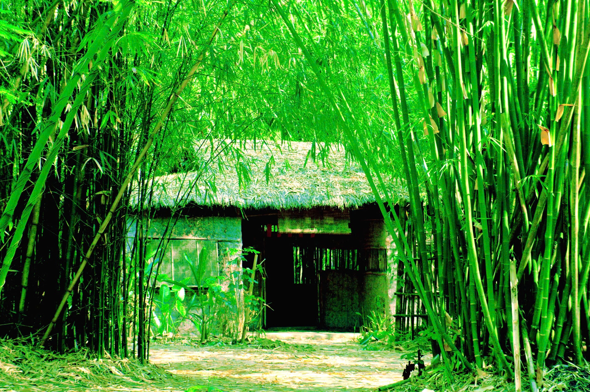Một góc trong khuôn viên Làng tre