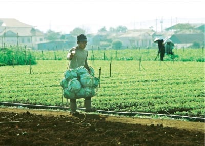 Trăm lỗi đổ đầu nông dân?