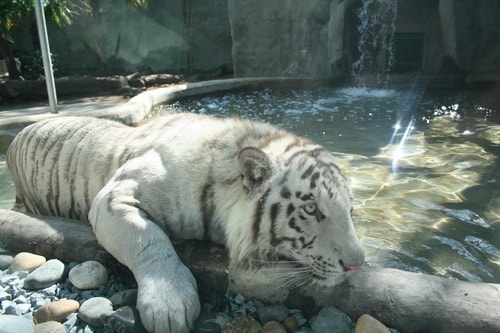 Tết Canh Dần xem cọp trắng tại Thảo Cầm Viên