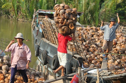 Dừa nuôi xứ dừa