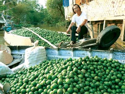 Từ vài chục cây chanh núm...