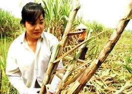 Tháng 7, sẽ quyết định về nhập khẩu đường