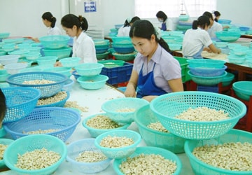 Doanh nghiệp điều sập bẫy lừa!