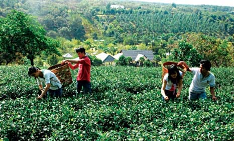 Xuất khẩu chè: Không vị ngọt hậu