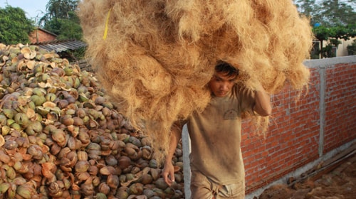 Xứ dừa thiếu dừa