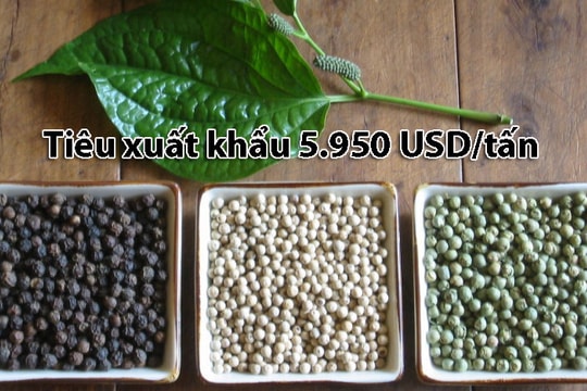 Giá hạt tiêu lập kỷ lục mới