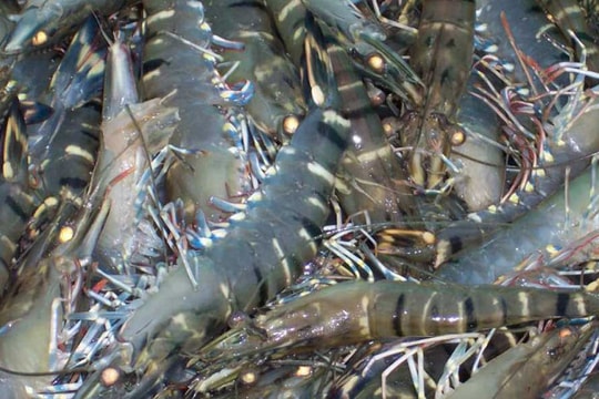 4 tháng đầu năm: Xuất khẩu nông nghiệp, thủy sản đạt 8 tỷ USD