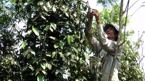 Trồng tiêu trúng đậm