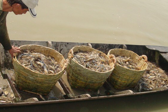 S.O.S! Cạn kiệt tôm nguyên liệu xuất khẩu