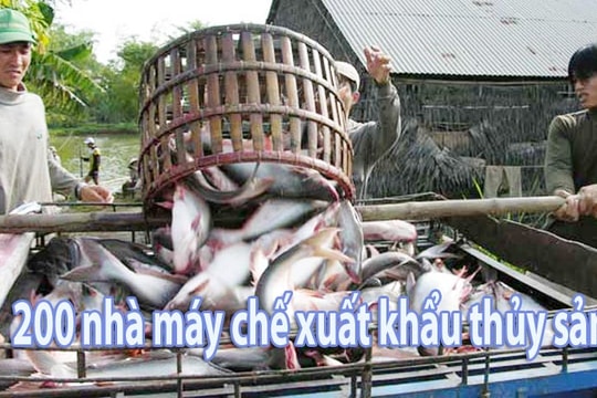 Cần “nhạc trưởng” để cá tra Việt Nam phát triển