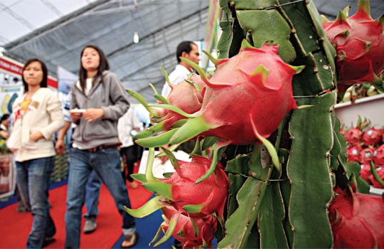 Xuất khẩu thanh long: “Hồng nhan đa đoan”
