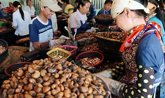 VN có tiếp tục giữ vị trí số 1 về xuất khẩu điều?