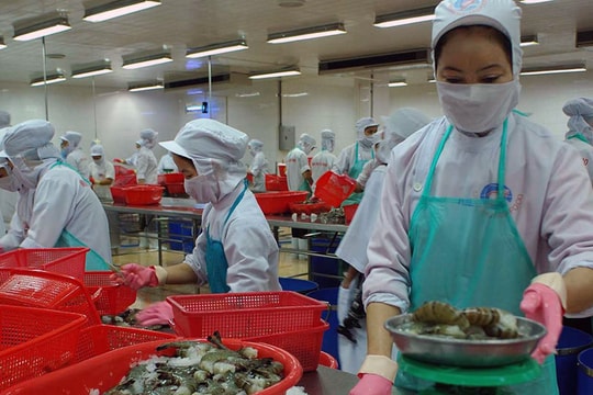 Cá, tôm xuất khẩu “rối” vì luật mới?