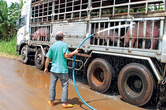 Xe tải nối đuôi nhau chở heo sang Trung Quốc