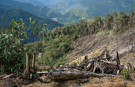 Nạn phá rừng gây thiệt hại 10-15 tỉ USD mỗi năm
