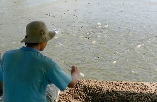 Khủng hoảng dây chuyền ngành cá tra