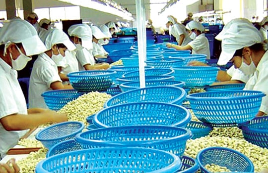 Vinacas đề xuất tiêu chuẩn cho DN xuất khẩu điều