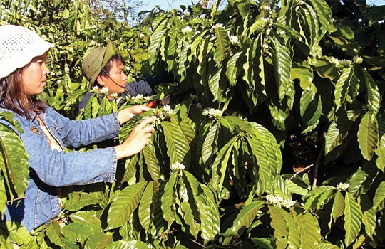 Vicofa ra sức tái canh cây cà phê