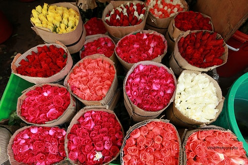 Chợ hoa Hồ Thị Kỷ rực rỡ sắc xuân