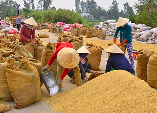 Nông sản: Chất lượng cao vẫn ế