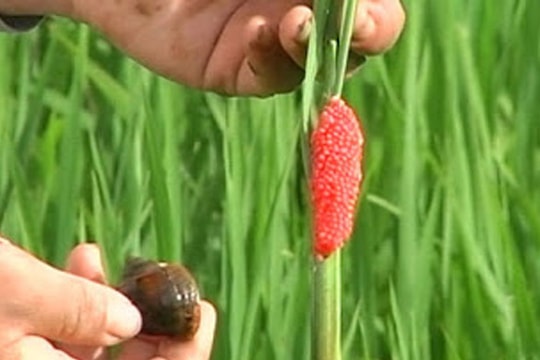 Giá lúa thấp hơn giá ốc bươu vàng: Sự thật đắng lòng