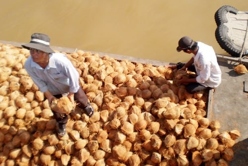 Chiêu trò đằng sau việc thu mua nông sản dị biệt