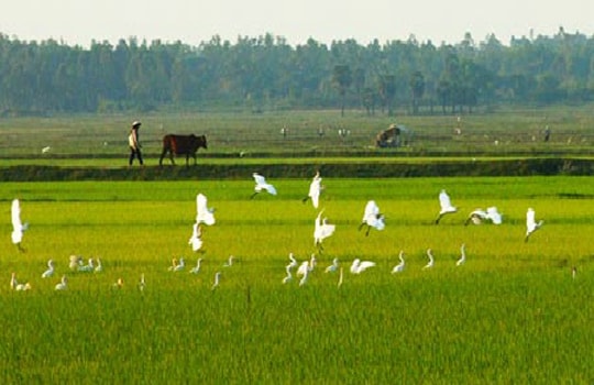 Cánh đồng mẫu lớn: Lối thoát đầy cạm bẫy